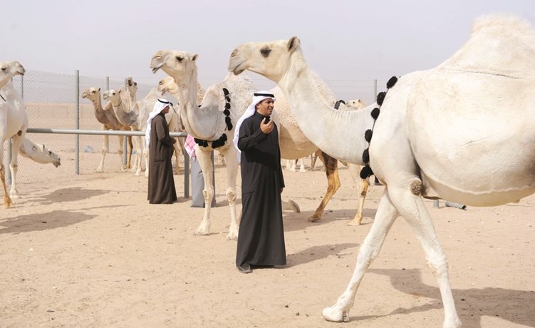 جانب من التحضيرات لمسابقات الإبل	﻿
