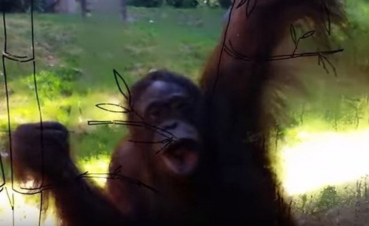 فيديو طريف لإنسان الغاب تمسح الزجاج بشفتيها