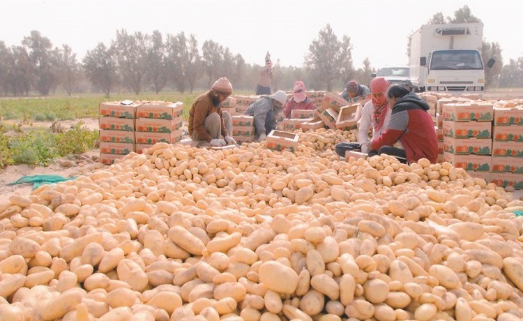 البطاطا الكويتية لا تنقطع طوال أشهر الشتاء والربيع﻿