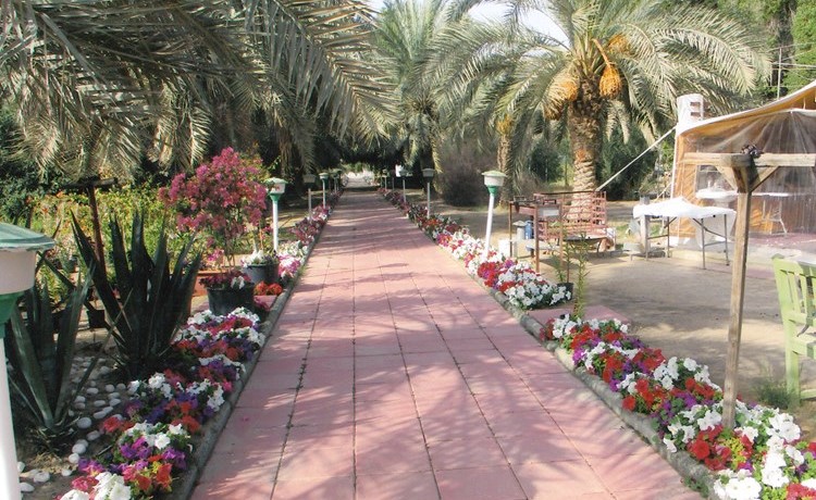 الزهور الزاهرة في الكويت ﻿