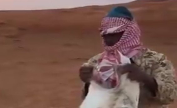 فيديو صادم.. شخصان يجبران جملاً على بلع أفعى حية !!