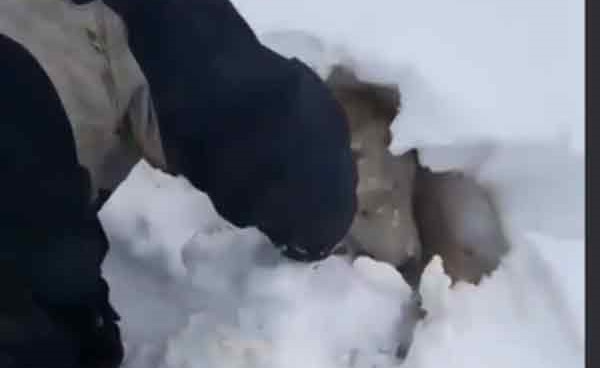 بالفيديو.. مزارع ينقذ خروفا من "وحش الشرق"