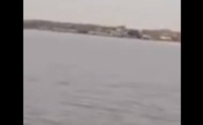 بالفيديو.. دلفين يدخل شط العرب وعراقيون يمطرونه بالرصاص