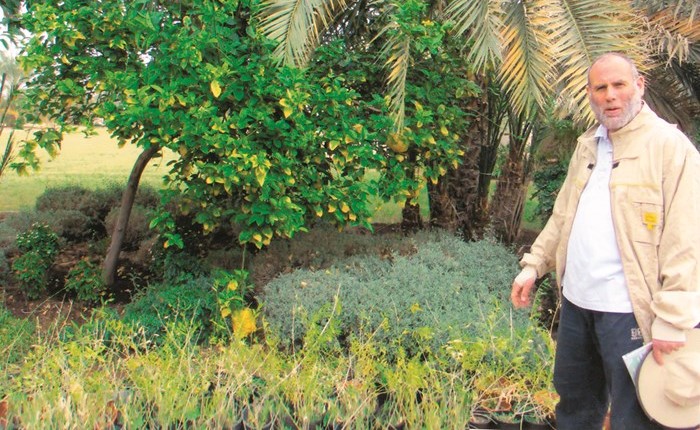 نجاح الحمضيات في حديقة مزرعة خالد السلطان في الوفرة﻿