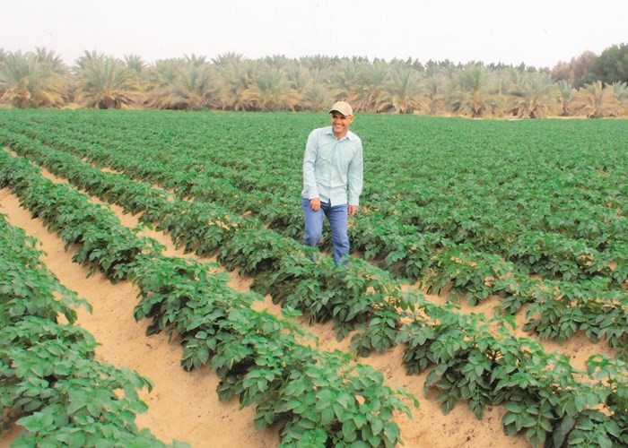 نبات البطاطا يملأ مزارع الوفرة والعبدلي﻿