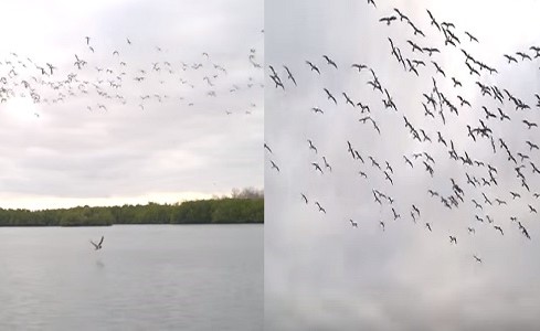فيديو مذهل لعشرات الطيور في غطسة جماعية لاصطياد الأسماك
