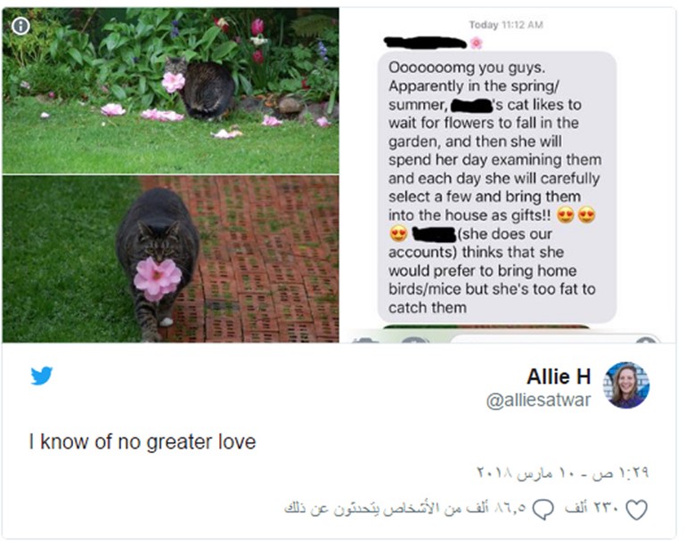 بالصور... قط ينتقي أجمل الزهور ويهديها لصاحبته