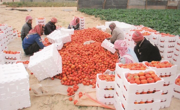 الطماطم الحقلية الأفضل للمستهلكين﻿