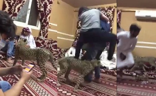 بالفيديو.. "فهد" يتجول داخل ديوانية شباب في السعودية.. وهذا ما حدث