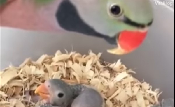 بالفيديو: ببغاء يخاطب صغاره بلغة البشر