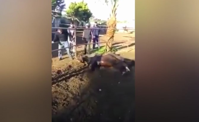 لبنان.. غضب بعد نشر فيديو لتعذيب وحشي لحصان