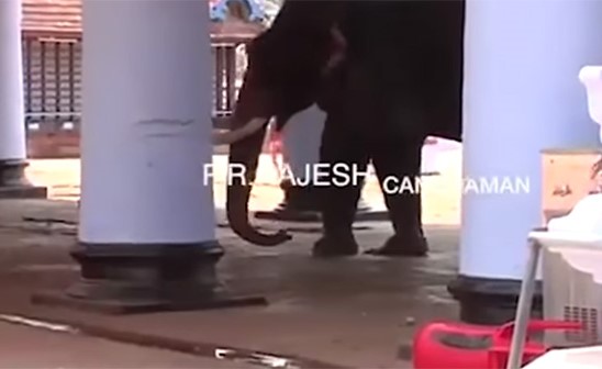 بالفيديو: فيل هائج يسحق رجلاً تحت أقدامه حتى الموت