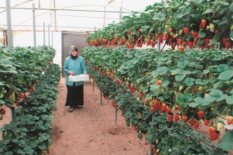الفراولة المعلقة﻿