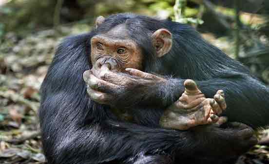 لماذا يأكل الشمبانزي أدمغة صغار فرائسه أولا؟