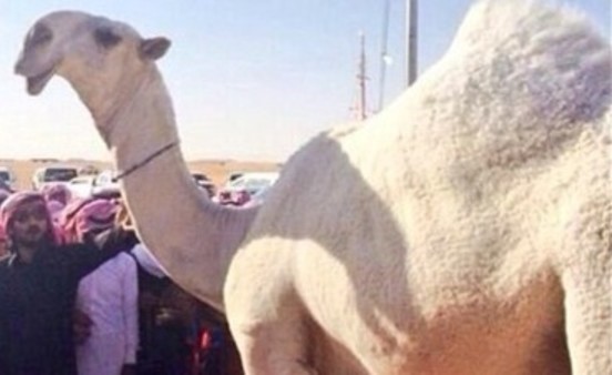 بالفيديو.. شاهد تحنيط أجمل ناقة في السعودية.. بعد أشهر على نفوقها