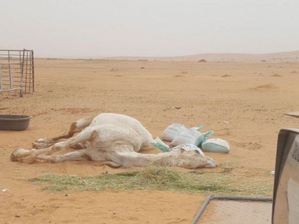 بالفيديو.. شاهد تحنيط أجمل ناقة في السعودية.. بعد أشهر على نفوقها