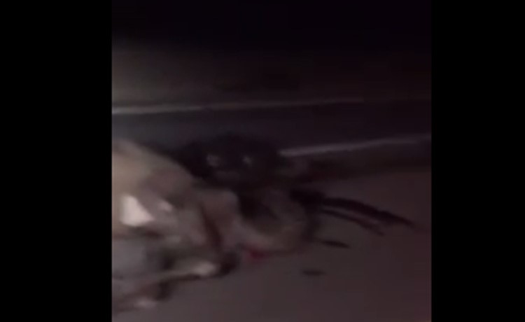 بالفيديو.. مصرع يمنيَيْن ونفوق 14 رأسًا من الإبل في حادث مروع بالسعودية