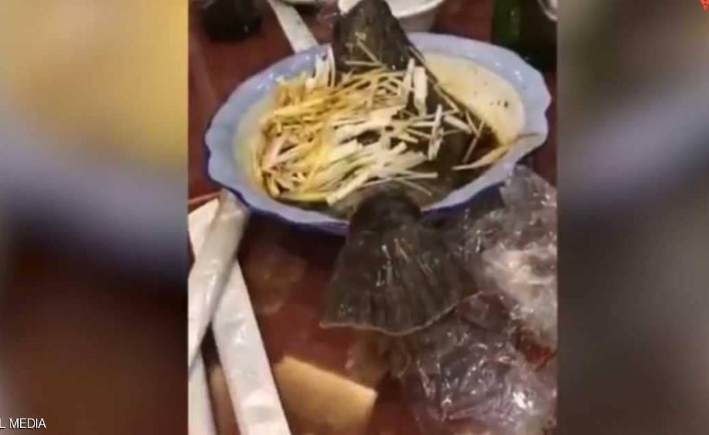 بالفيديو.. سمكة مطهية تعود للحياة وتهرب من الطبق