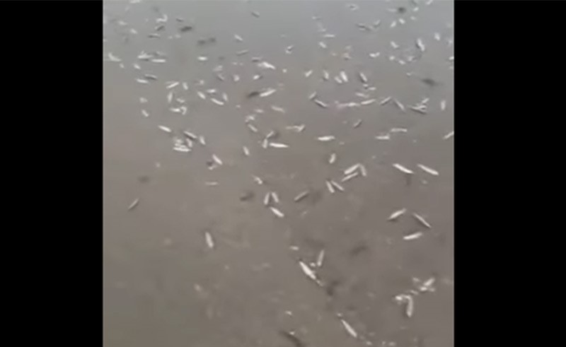 بالفيديو.. السماء تمطر سمكا في إيران!
