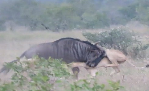 بالفيديو.. ثور يقهر أسدين حاولا افتراسه ويجبرهما على الفرار