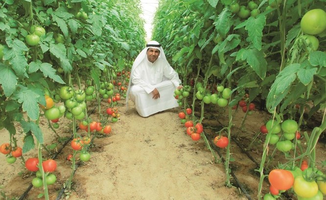 الطماطم مستمرة حتى آخر رمضان ﻿