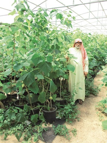 الباولونيا تعم مزرعة بداير بالعبدلي﻿
