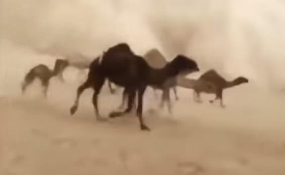 بالفيديو.. رد فعل قطيع من الإبل بعدما فاجأتها عاصفة رملية