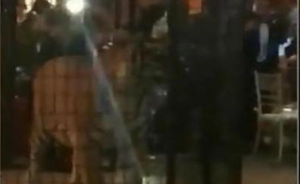 بالفيديو.. نمر متوحش يشترك في حفل نهاية العام بمدرسة أمريكية