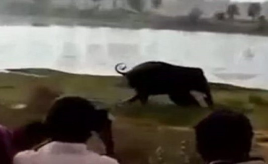 بالفيديو.. فيل يسحق رجلًا حتى الموت