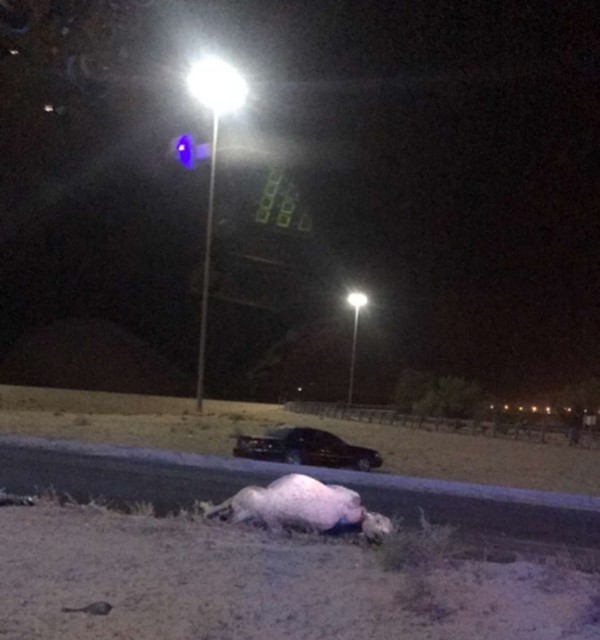 الناقة رفعت عن الطريق لاستئناف الحركة المرورية
