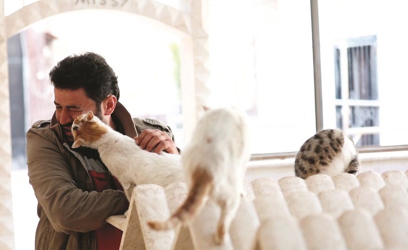 محمد علاء مع القطط في عيادته البيطرية﻿