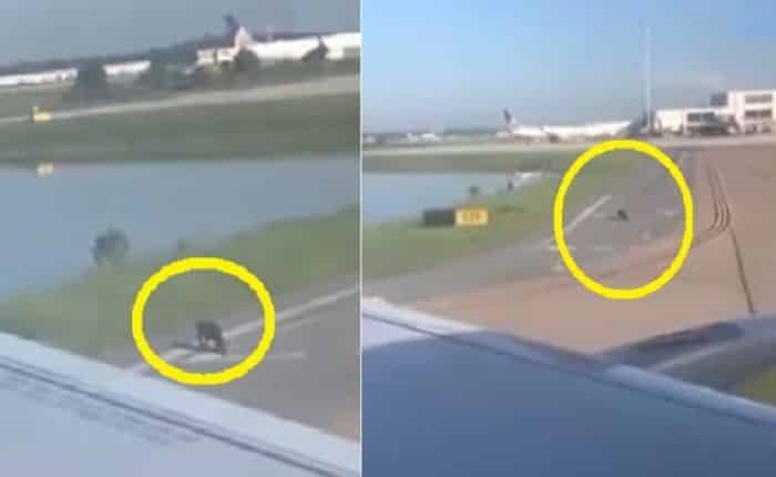 بالفيديو.. شاهد ماذا أوقف طائرة ركاب على مدرج المطار