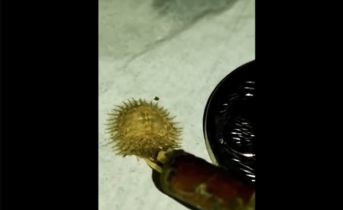 بالفيديو.. مخلوق غريب يثير الحيرة في وسائل التواصل