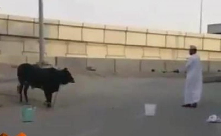 بالفيديو.. شاب عماني يطلق رصاصة في رأس ثور قبل ذبحه