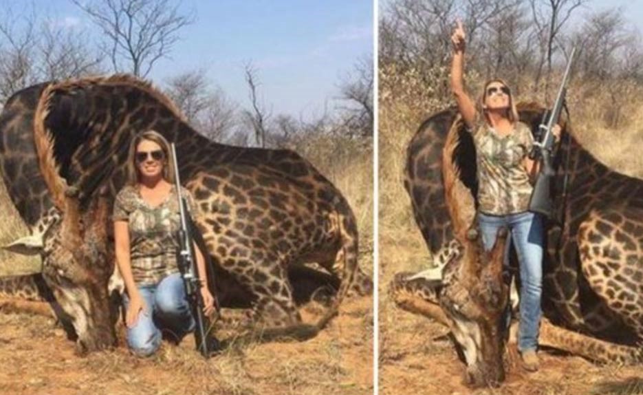 شاهد.. لعنة زرافة قتيلة تطارد أميركية على صفحات التواصل!