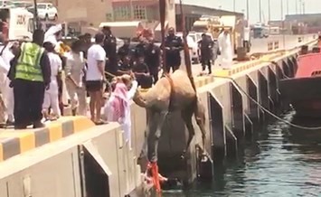 رجال الإطفاء اثناء انتشالهم البعير﻿