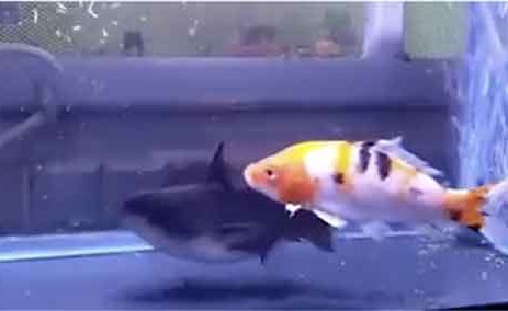 بالفيديو.. سمكة القط تبتلع أخرى في نفس حجمها ببراعة فائقة !