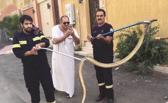 الأفعى المتسببة في قطع الكهرباء﻿