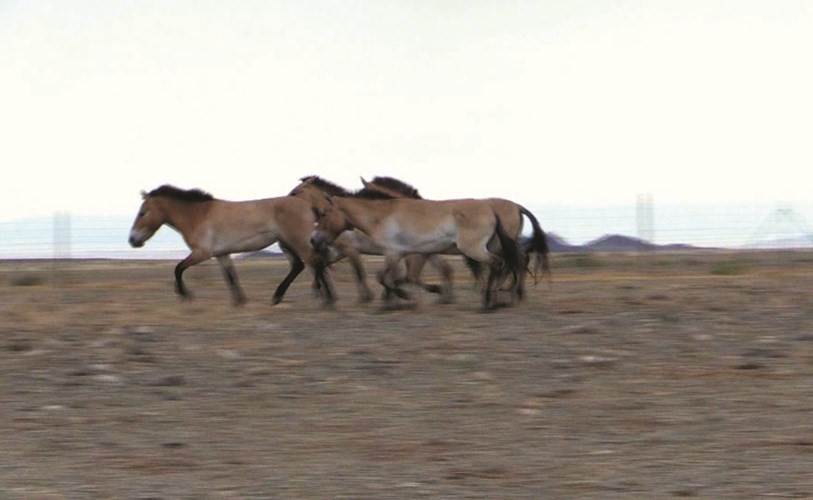 الاحصنة الاربعة﻿