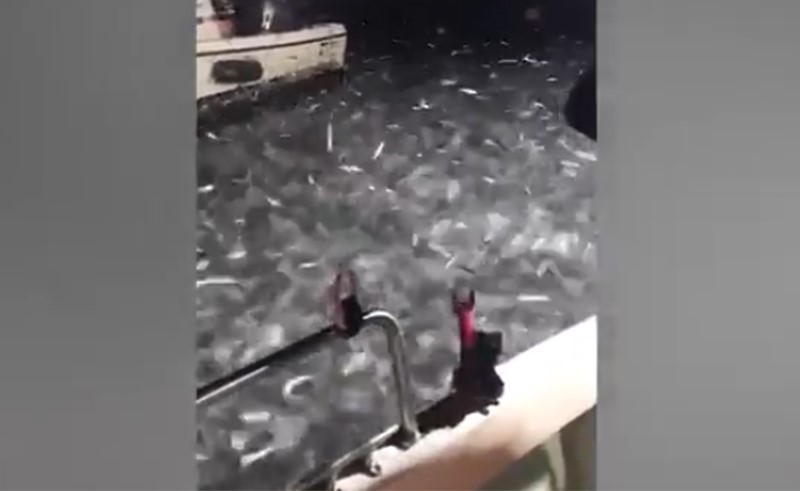 بالفيديو.. هجوم مدهش لآلاف من أسماك السردين تتقافز على قارب صيد