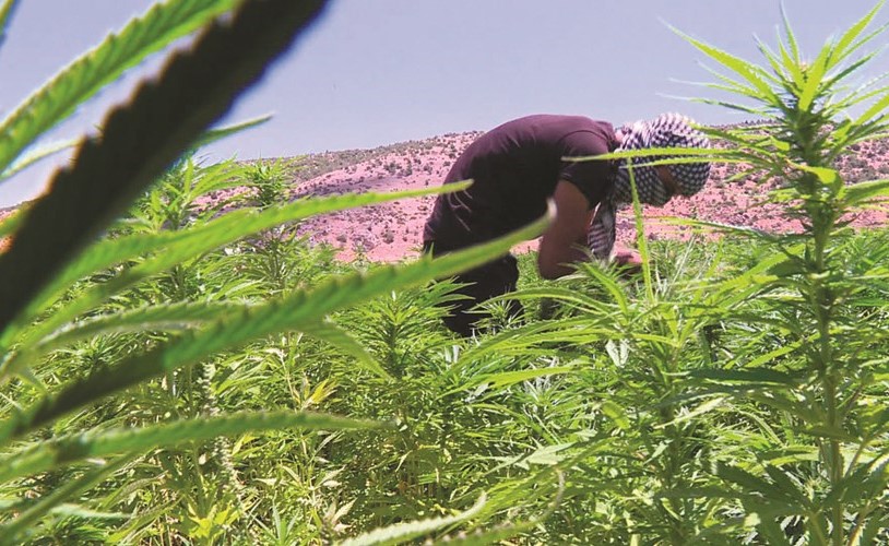 بالفيديو.. مزارعو الحشيشة في لبنان حذرون من تشريع زراعتها