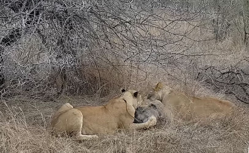 بالفيديو.. هجوم جنوني لقطيع من الضباع على لبؤتين!