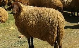 لصوص الأغنام ينشطون بالوفرة قبل «الأضحى»