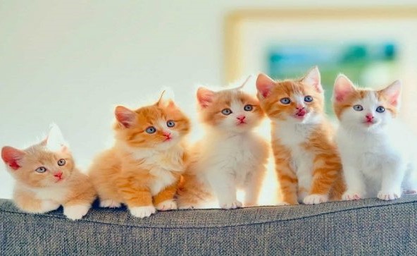 بالصور.. تعرف على أغنى قطة في العالم على “إنستغرام”