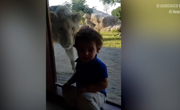 بالفيديو.. طفل شجاع يثير أعصاب أسد في دبي