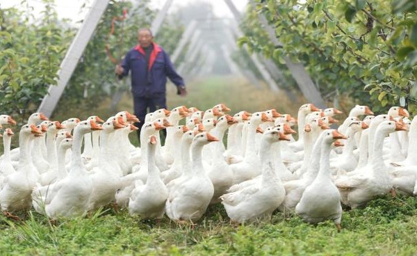 الأوزة "غوغو" تنضم إلى جامعة صينية مرموقة