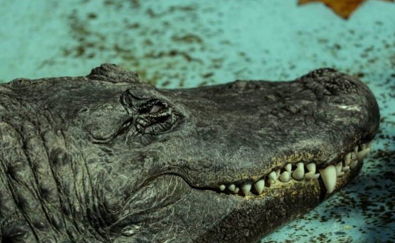 قصة أكبر تمساح في العالم: نجا من الحرب العالمية ومازال على قيد الحياة