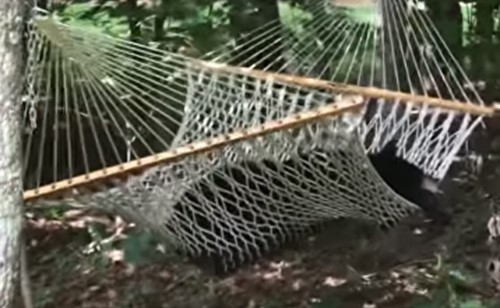 بالفيديو... دب يرتاح على أرجوحة بعد يوم شاق