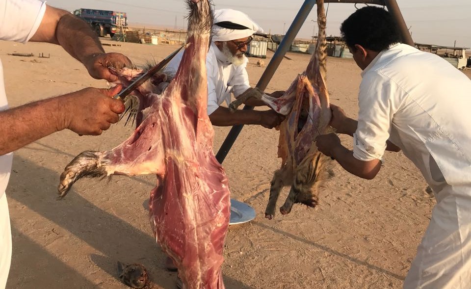 فيديو بشع..يصطادان حيوانات برية نادرة بالرصاص ويأكلانها