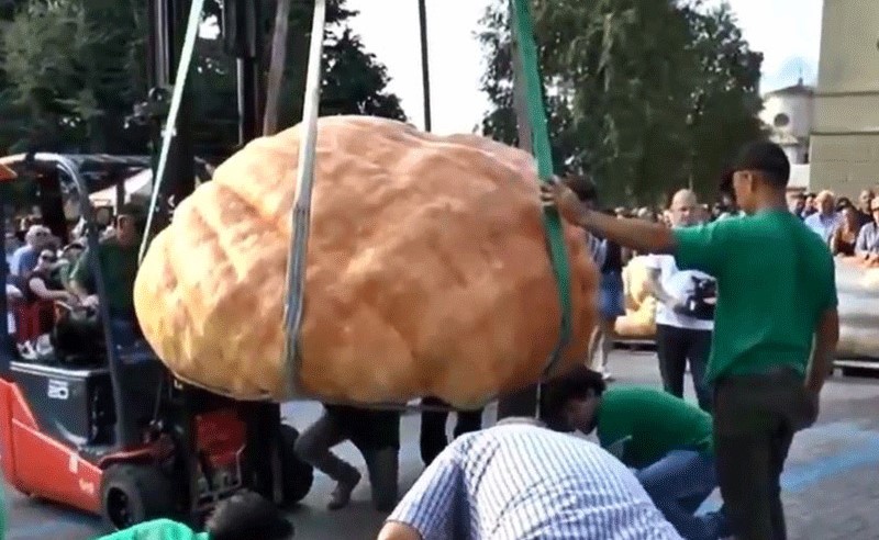 بالفيديو.. حبة قرع بوزن طن!